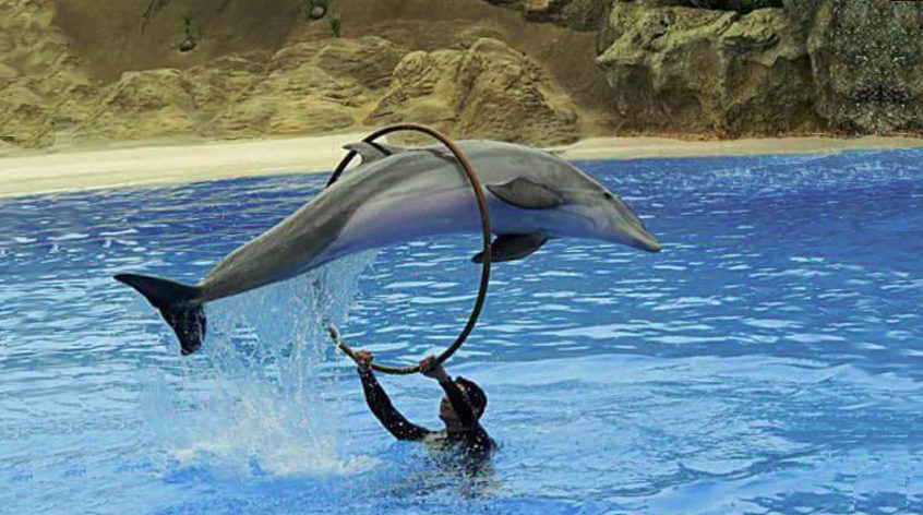 Dolphinarium in Hurghada