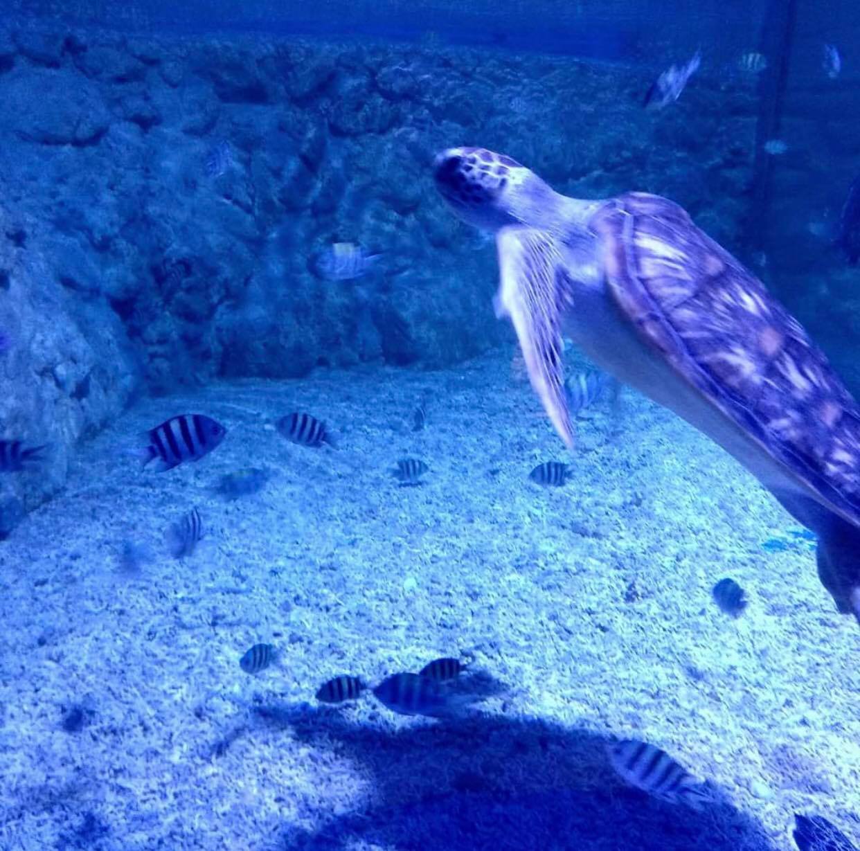 Grand Aquarium din Hurghada