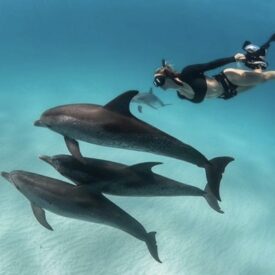 Dolphin House Plus din Hurghada